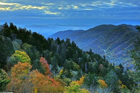 Bear Sightings Guaranteed! – Smoky Mountain Cabins Where Kids Become Junior Rangers